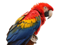 Papuga Ara