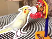 Jak nauczyć papugę grać w mini koszykówkę?