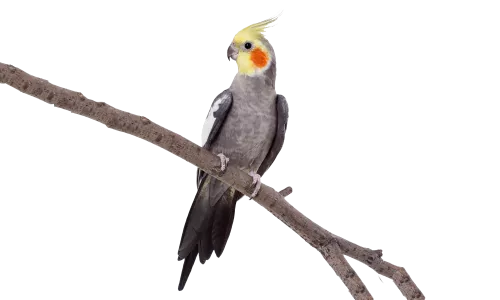 Papuga Nimfa